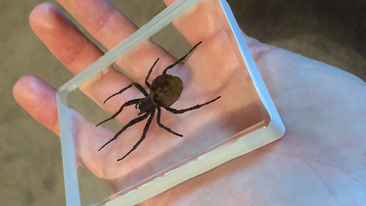 Ominous Deck (Spider) - Magic Trick Playing Cards by RarePlayingCards.com